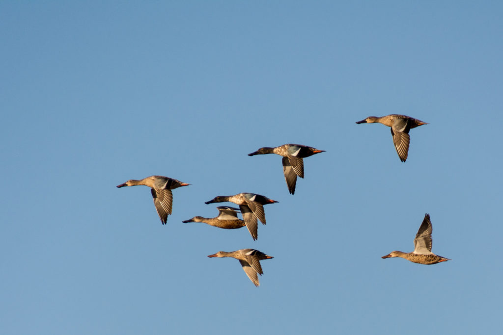 3 Simple Ways to Get Your New Team to Mesh