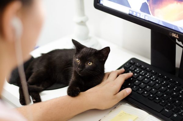 Top Five Virtual Conference Platforms For Your Webinar Planning