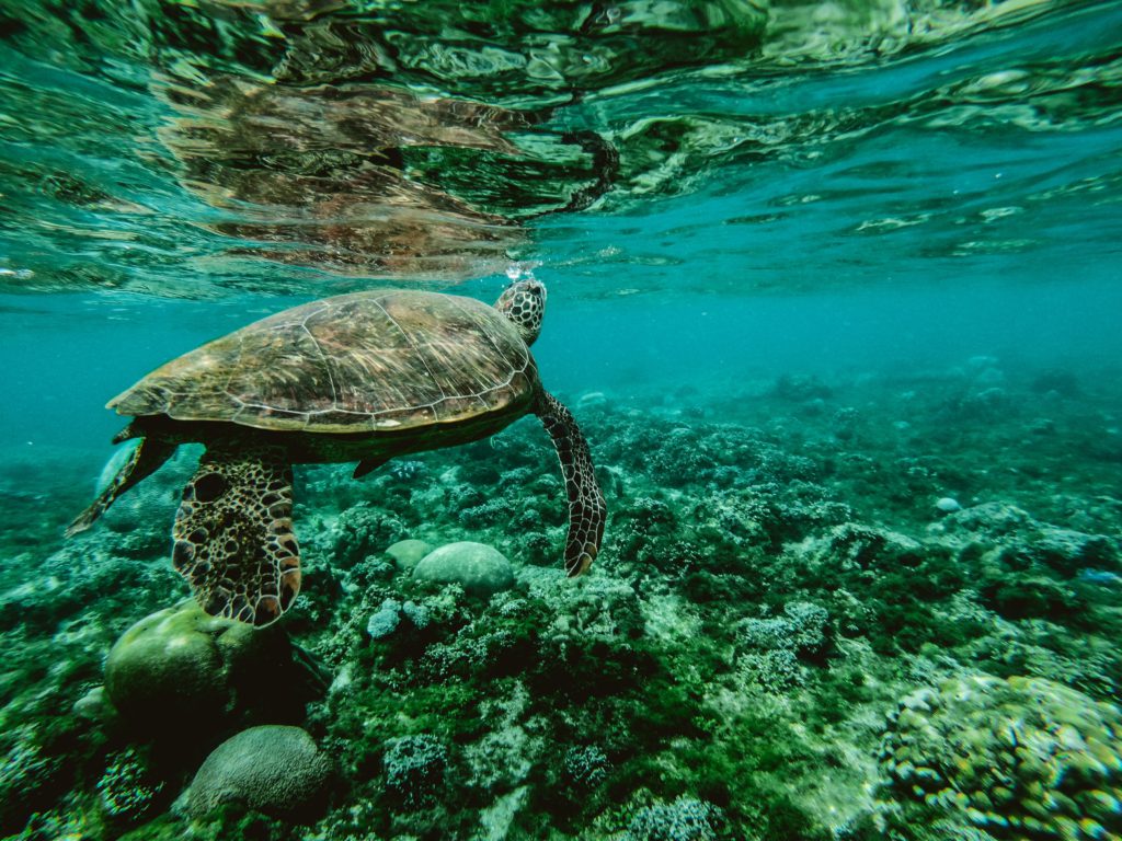 Take a Deep Dive this Summer with Our Ocean Conservation Speakers
