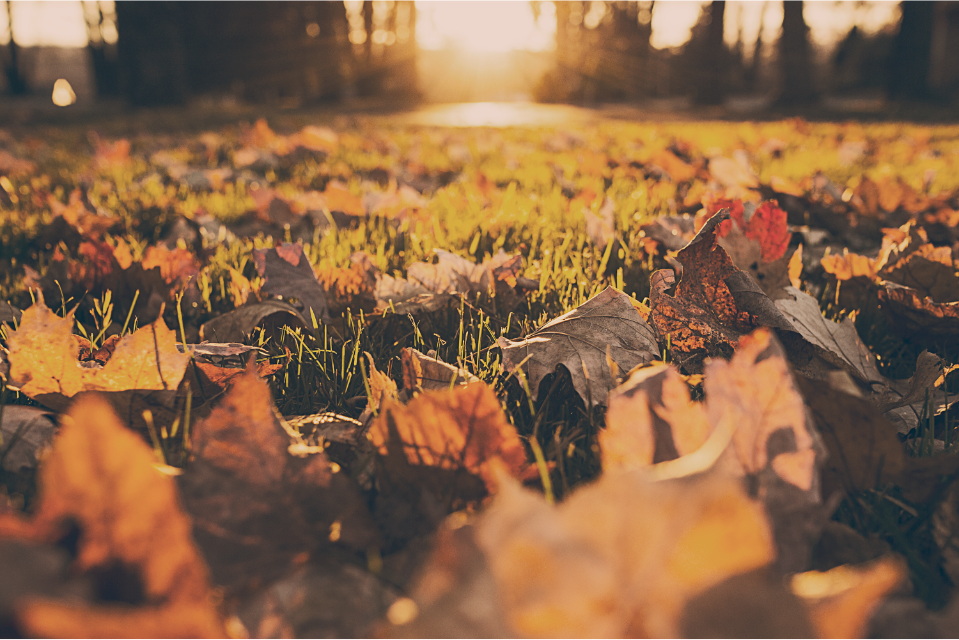 Top Motivational Keynote Speakers to Thank Your Employees this Fall