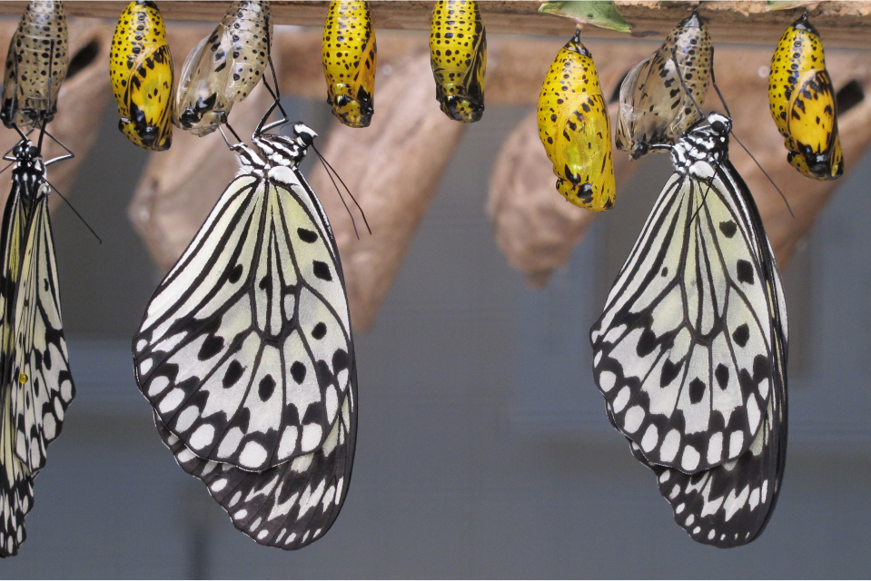 Change Management: Why You Need a Keynote Speaker