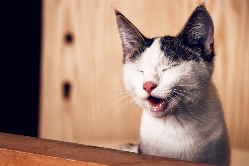 Didn’t Get Your Funny Fix April 1st? Top 10 Comedian Keynote Speakers to Tickle Your Fancy